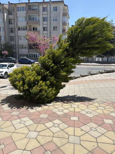 Park ve Bahçe