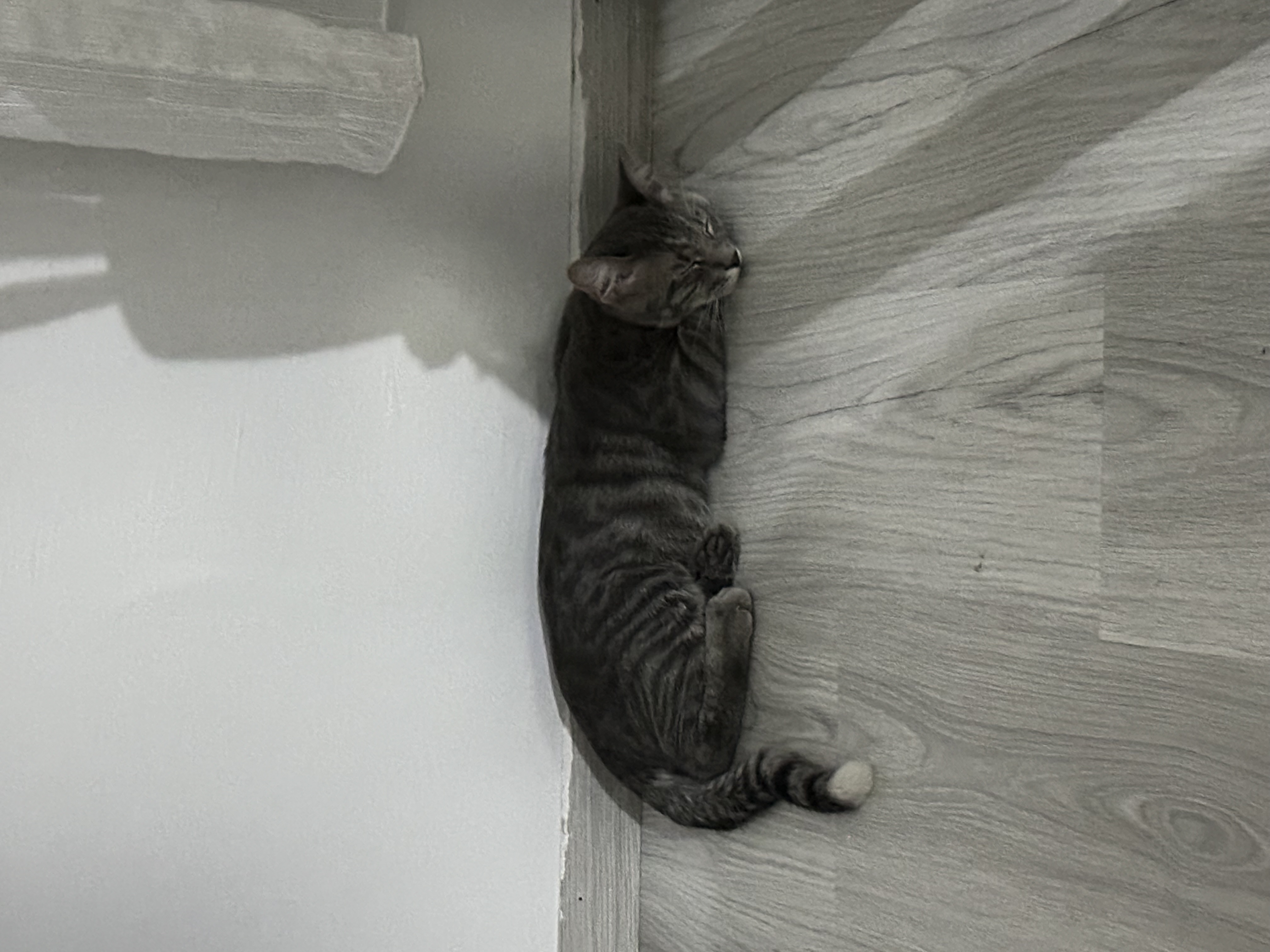 Gri kuyruğunun ucu beyaz 6 aylık kedi