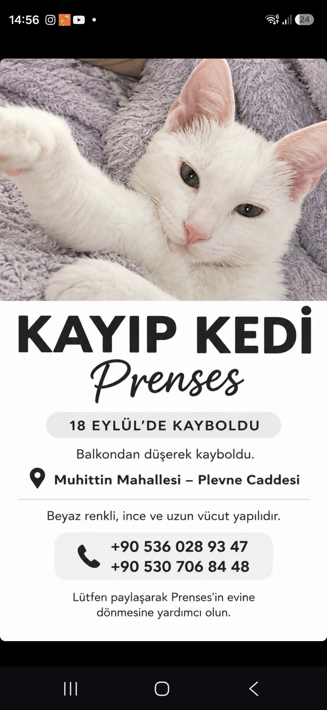 Kayıp kedi prenses 